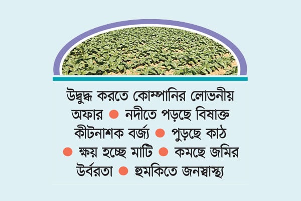 হালদার উজানে তামাকের বিষ