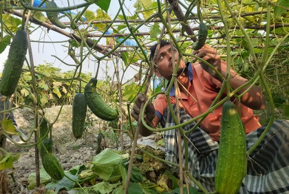 এক গ্রামের মাঠে কয়েক কোটি টাকার নিরাপদ শসা