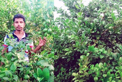 সিডলেস-এলাচি লেবু চাষে সহজে লাভ আসে