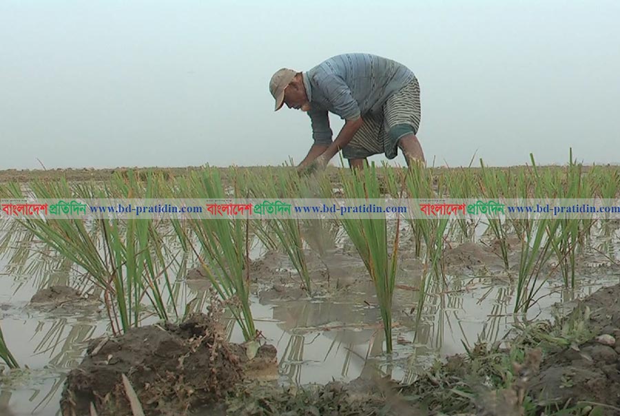 নেত্রকোনায় এবারো খাদ্য চাহিদার দ্বিগুণ উৎপাদনের সম্ভাবনা 