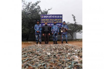 চাঁদপুরে ১৫ মণ জেলিযুক্ত চিংড়ি জব্দ