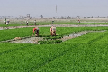 কৃষিঋণ পেয়ে বোরো চাষাবাদে আগ্রহী হাওর অঞ্চলের কৃষকরা