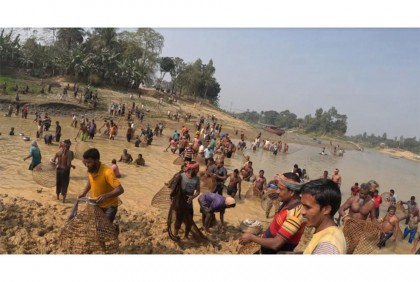 পলো বাওয়া উৎসবে মাতল গুরুদাসপুরবাসী