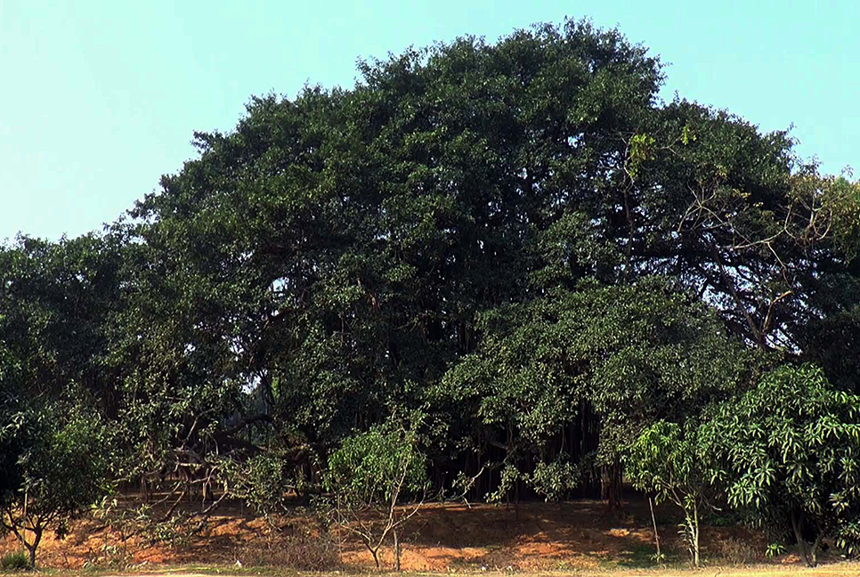 দুই বিঘা জুড়ে মেলে আছে প্রাচীন ডালপালা