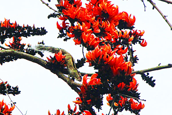 পলাশ শিমুলের মুগ্ধতা