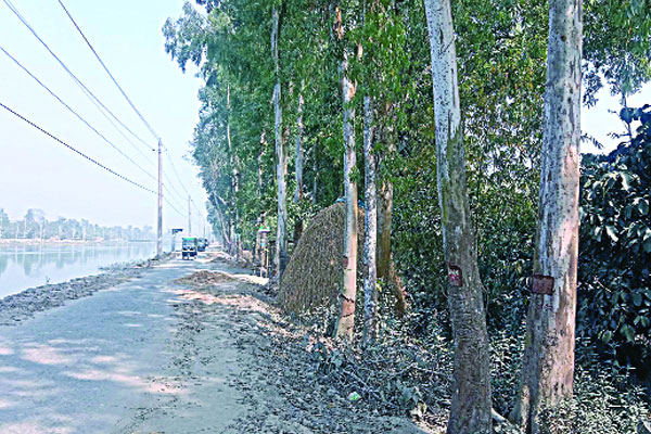 সংস্কারের বলি হচ্ছে ৪ লাখ সবুজ বৃক্ষ