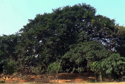 দুই বিঘা জুড়ে মেলে আছে প্রাচীন ডালপালা