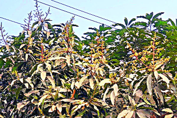 গাছে গাছে আগাম আমের মুকুলের ছড়াছড়ি