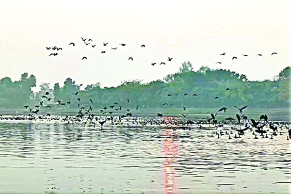 অতিথি পাখিতে মুখরিত রামরাই দিঘি