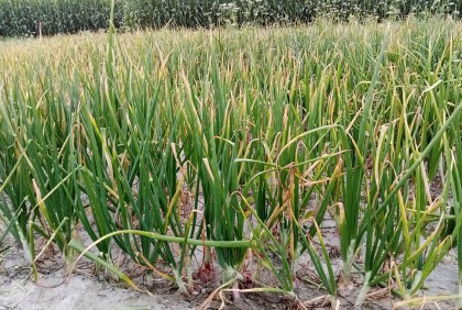 তিস্তার বালুচরে পেঁয়াজ চাষ
