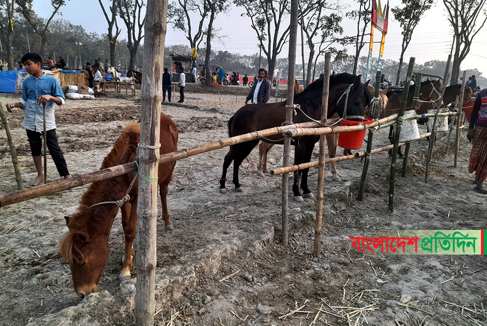ঐতিহ্যবাহী চেরাডাঙ্গী মেলায় জমজমাট ঘোড়ার হাট