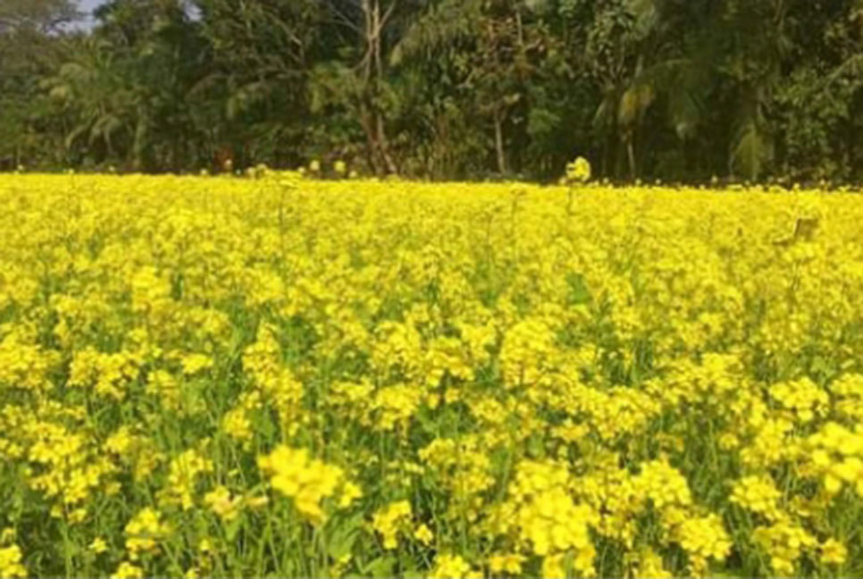 নোয়াখালীর চরে সরিষার বাম্পার ফলনের আশা কৃষকদের