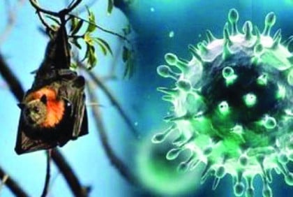 দেশের ২৮ জেলায় ছড়িয়ে পড়েছে নিপাহ ভাইরাস