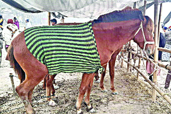 ঘোড়ার হাট জমজমাট