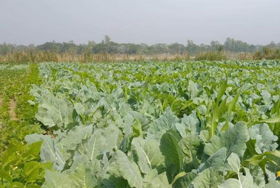 চট্টগ্রামে শাক সবজি উৎপাদনে আগ্রহ বাড়ছে কৃষকদের