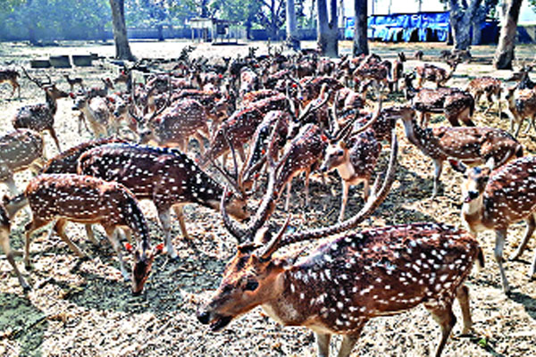 চিত্রাহরিণের বহরে আরও ১০ শাবক