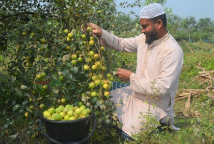 লাল সুন্দরীতে মুগ্ধ সবাই!