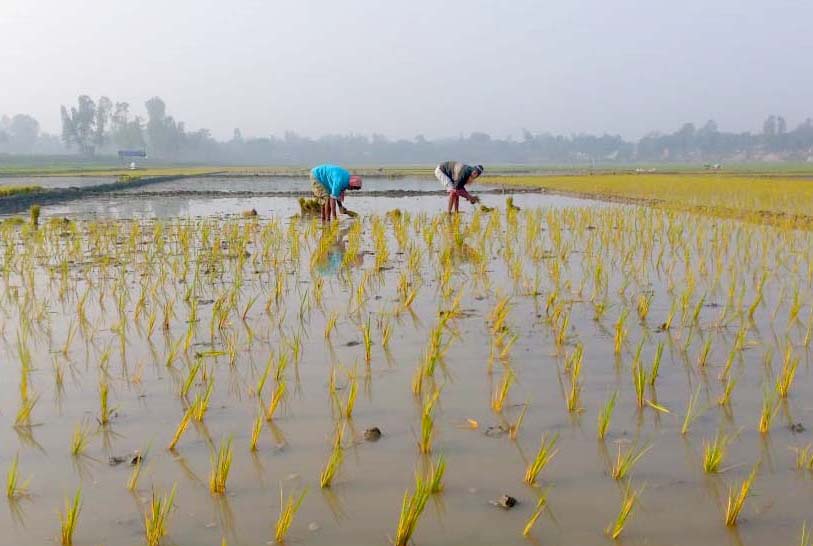 বগুড়ায় পুরোদমে শুরু হয়েছে বোরো চাষ
