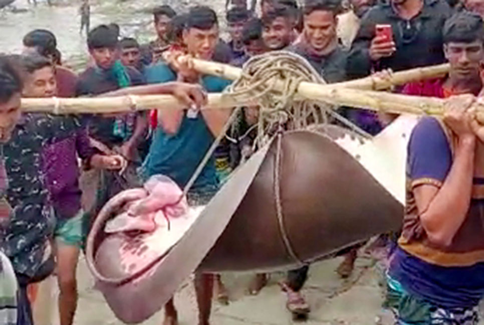 মেঘনায় ধরা পড়ল ১৬০ কেজির ‘হাউস’ মাছ