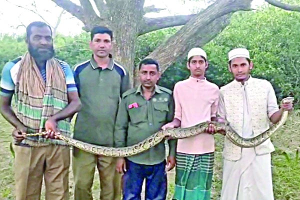 চিকিৎসকের চেম্বারে বিশাল অজগর