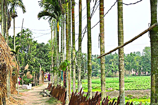 বিদ্যুতের ঝুলন্ত তারে মৃত্যুঝুঁকি