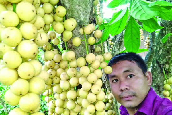 সুশান্তের ফলের বাগানে পাহাড়ে কর্মসংস্থান