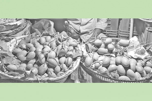 অসময়ে বাজারে কাঁচা আম, কেজি ৩০০ টাকা