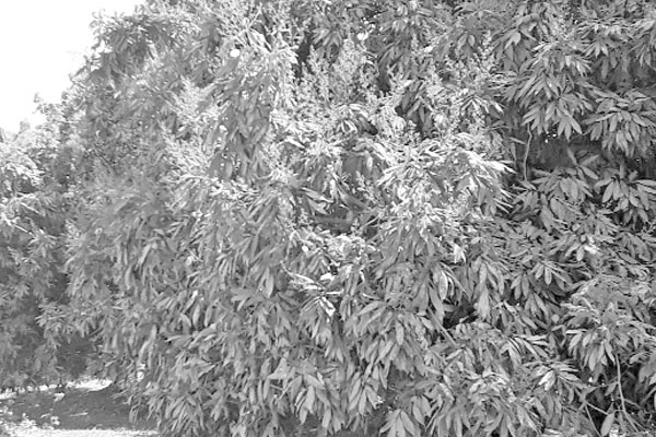 দিনাজপুরে লিচুবাগানে ম ম গন্ধ