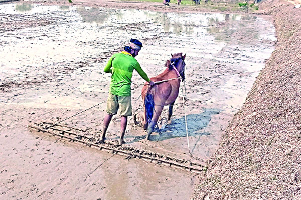 ঘোড়া দিয়ে বছরে লাখ টাকা আয়