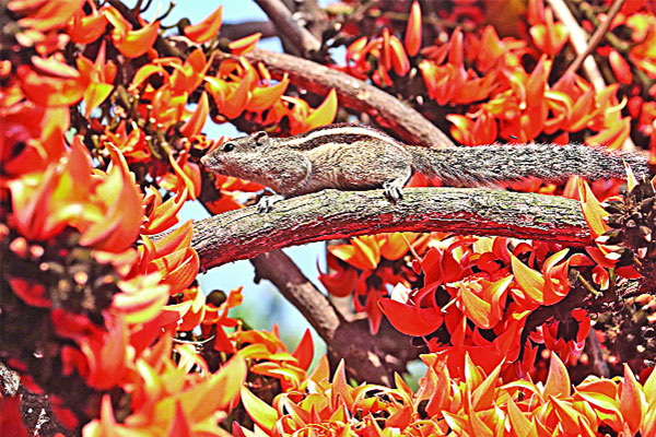 বাসন্তী ভালোবাসা দিবস
