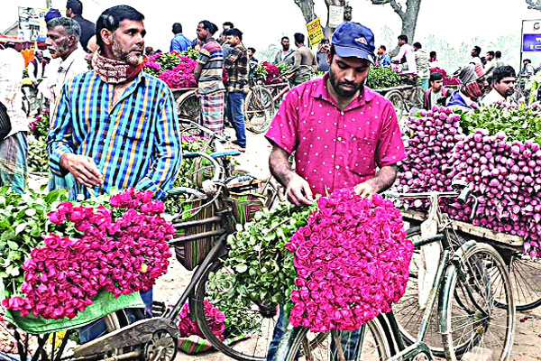 গদখালী থেকে সারা দেশে গেছে ৪০ লাখ গোলাপ