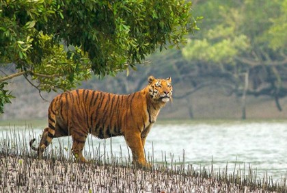 আজ সুন্দরবন দিবস