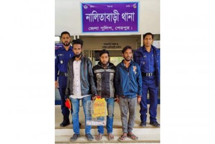 নালিতাবাড়ীতে তক্ষকসহ ৩ কারবারি আটক 