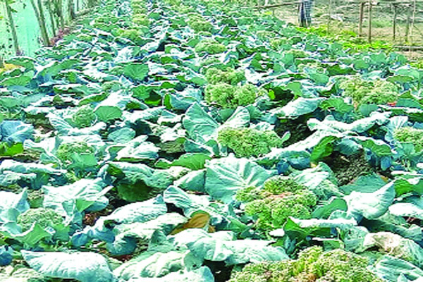 ব্রকলি চাষে সফল কৃষক
