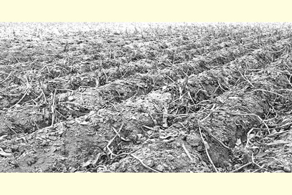 ভেজাল কীটনাশকে পুড়ল ৬০ বিঘার আলু খেত