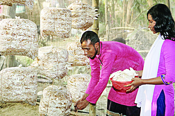 ইউটিউব দেখে মাশরুম চাষ