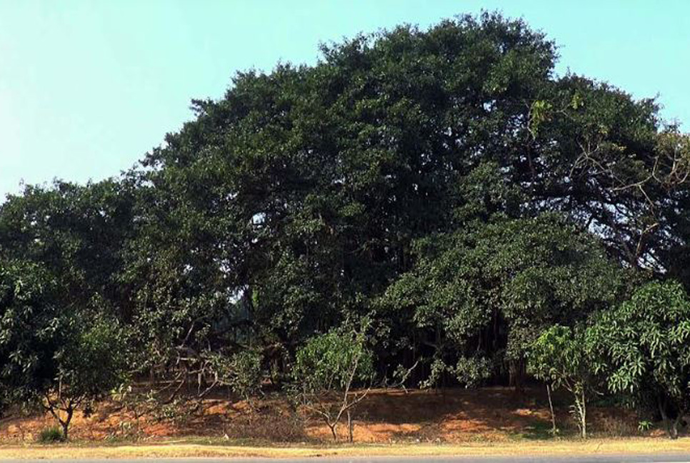 দুই বিঘা জুড়ে ১৫০ বছরের প্রাচীন বটগাছ