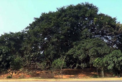 দুই বিঘা জুড়ে ১৫০ বছরের প্রাচীন বটগাছ
