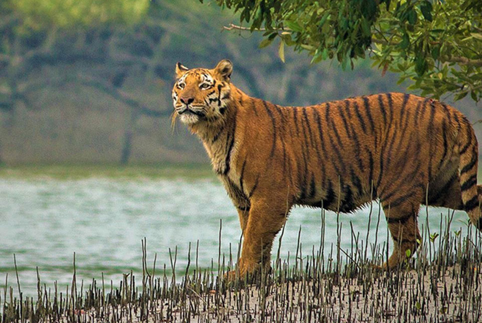 মোরেলগঞ্জে বাঘের আক্রমণে আহত সেই জেলের মৃত্যু
