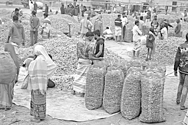 দুশ্চিন্তায় পাবনার পিঁয়াজ চাষিরা