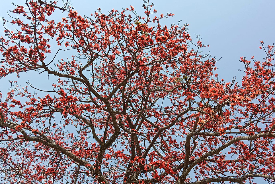 টাঙ্গাইলে শিমুল ফুলের অপরূপ সৌন্দর্য