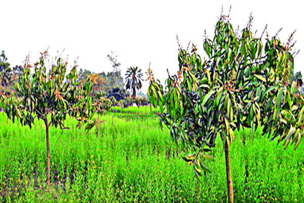 সরিষা খেতে আমবাগান