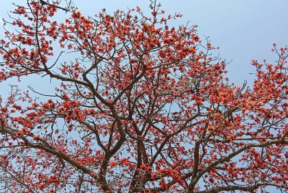 টাঙ্গাইলে শিমুল ফুলের অপরূপ সৌন্দর্য