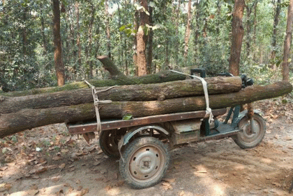 কালিয়াকৈরে গজারী বল্লীসহ একজন আটক