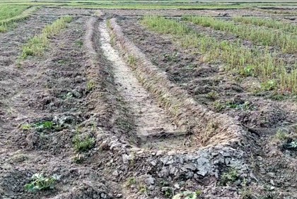 কলাপাড়ায় পানির অভাবে নষ্ট হচ্ছে কৃষকের স্বপ্ন 