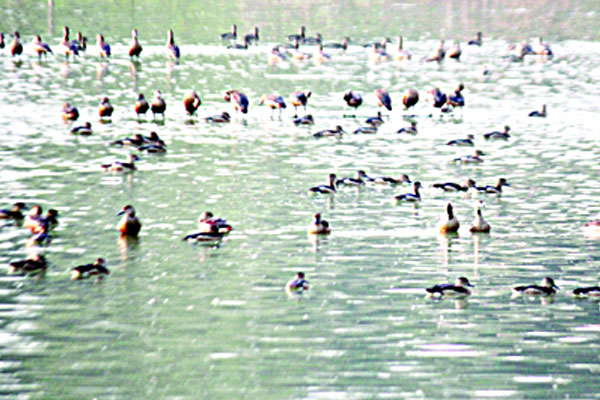 কলকাকলিতে মুখরিত আত্রাই