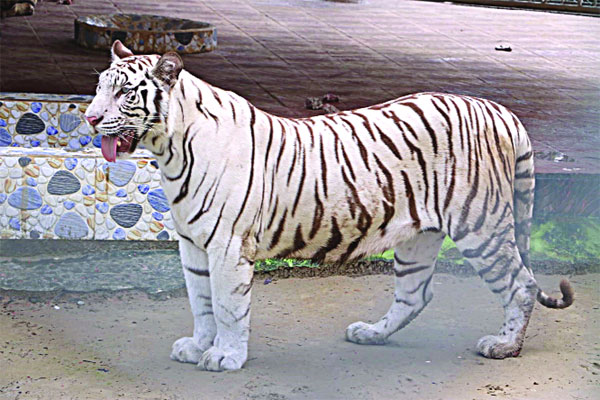 সাদা বাঘে রঙিন চিড়িয়াখানা