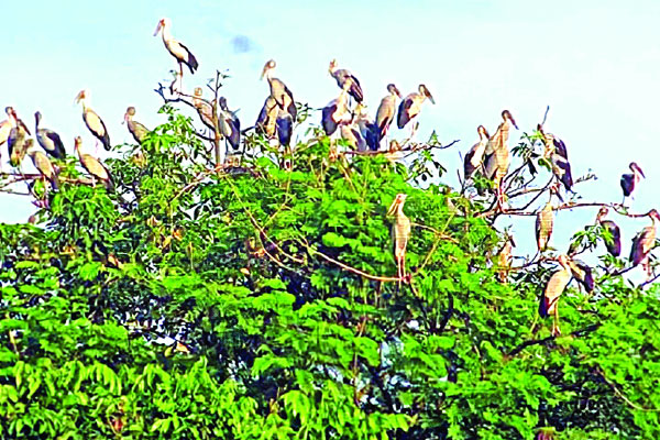 অতিথি হয়ে থাকতে পারছে না অতিথি পাখি