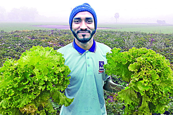 কৃষকের মুখে লেটুসপাতার সতেজ হাসি