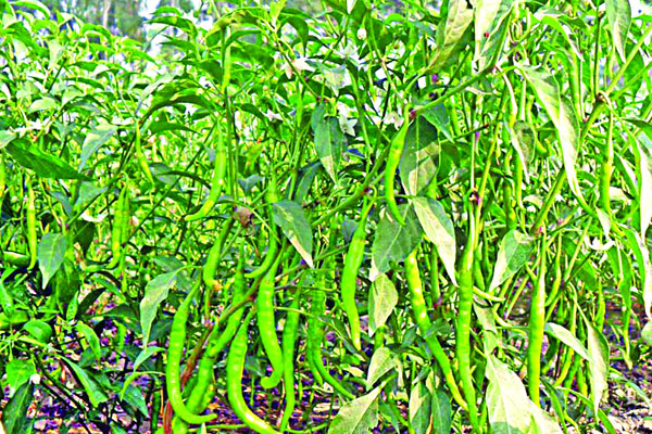 সিটি মরিচের গ্রাম জগৎপুর